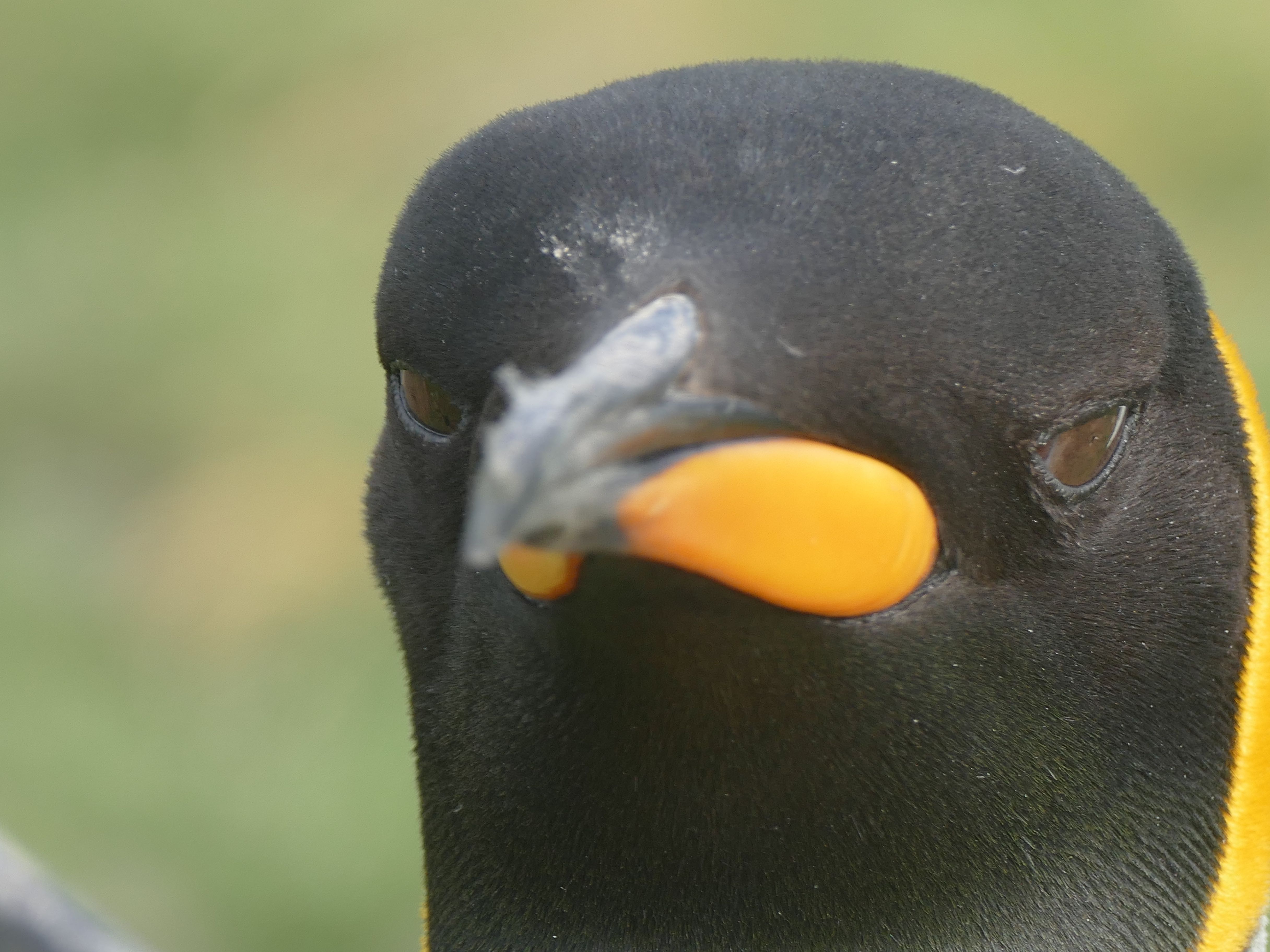 Penguin at St Andrew's Bay