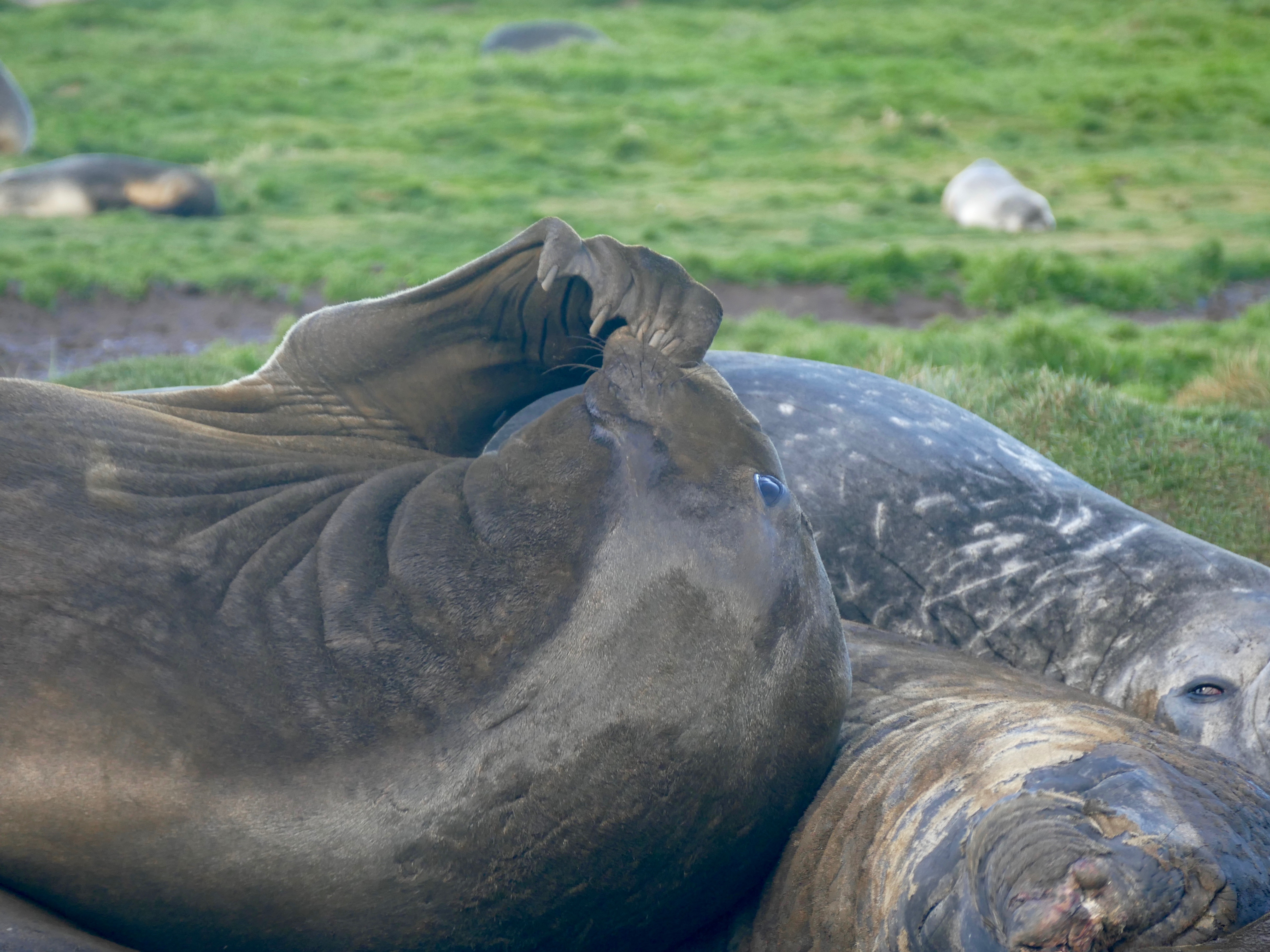 Elephant seal scratching at Ocean Harbour